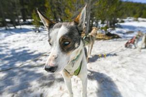 de sleeën getrokken door honden in het besneeuwde landschap van grau roig, encamp, andorra foto