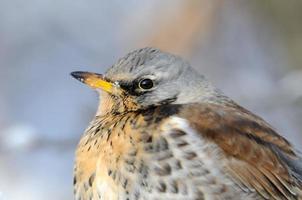 close-up portret van winter kramsvogel foto