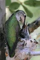 Anna's kolibrie voedende kuiken