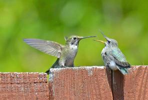 kolibrie moeder en baby foto