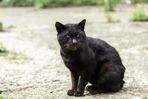 verdwaalde zwarte kat foto