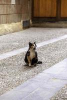 straat verlaten katten foto