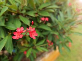 pittige jatropha is een plant uit de familie Euphorbiaceae is een struik, vrij lang en schaars. bastkleur, bast bruin, grijs. roodbruine jonge takken in het ochtendlicht in de tuin, bijenzwerm foto