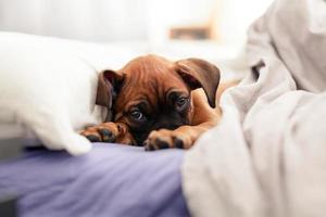 boxer puppy hondje foto