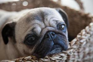 pug vrouwelijke hond in een mand foto