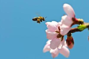 vliegende honingbij foto