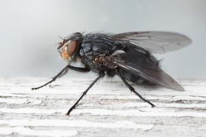 macro-opname van een blowfly vanaf de zijkant. foto