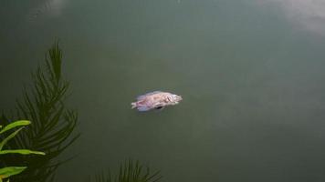 de vissen stierven in het moeras door het verrotte water. watervervuiling concept foto