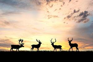 silhouetten herten in een mooie lichte weide. natuurconcept in de natuur foto