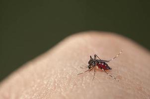 mug zuigen bloed aan een menselijke hand foto
