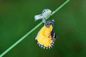 geweldig moment over vlinder veranderen van pop foto
