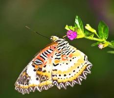 vlinder foto