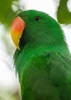 groene papegaai