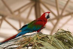 papegaai Ara