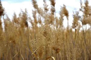 droog gouden riet aan de oever van de rivier foto