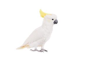 Zwavel-crested cockatoo, geïsoleerd op wit foto