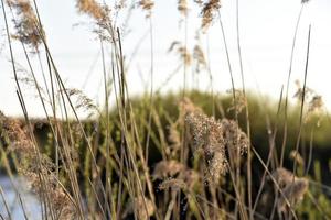 scirpus-riet is een geslacht van meerjarige en jaarlijkse kustwaterplanten van de zeggefamilie foto