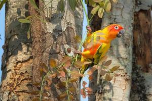 mooie kleurrijke zonparkiet papegaai in de natuur