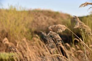 scirpus-riet is een geslacht van meerjarige en jaarlijkse kustwaterplanten van de zeggefamilie foto