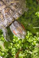 Roodwangschildpad in de natuur foto