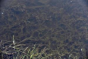 modder en algen in de rivier in het voorjaar foto