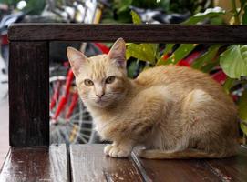 een bruine kat zittend op de houten bank foto