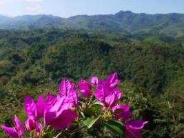 roze kleur bladeren op het hoge bergzicht thailand foto
