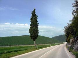 een vrijstaande dennenboom aan de kant van de weg kroatië foto