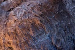 grijs struisvogelkleed dicht omhoog gefotografeerd