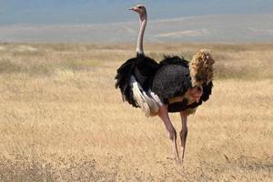 mannelijke struisvogel rondkijken