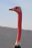 mannelijke struisvogel, rode hals foto