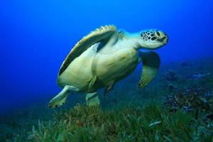groene schildpad