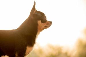 zwarte en bruine hond in de natuur. chihuahua hond in profiel op een zonsondergang achtergrond. foto