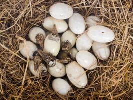 kleine babykrokodillen komen uit eieren. foto
