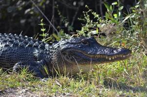 alligator foto
