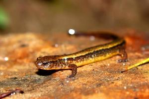 zuidelijke tweekleurige salamander (eurycea cirrigera)