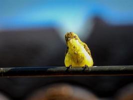 olijf-backed sunbird, geelbuik sunbird neergestreken op draad foto