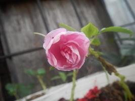 rood roze bloem foto