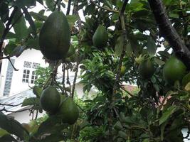 avocadovruchten aan de boom klaar om te oogsten foto