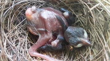 nieuwe kuikens komen uit in het nest foto