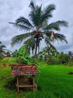 een klein gebouw in de rijst, een plek voor boerenrust in Indonesië foto