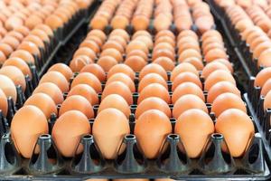 eieren van kippenboerderij in het pakket foto