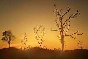 silhouet van dode boom tegen zonsondergang op de achtergrond van het landschap van het platteland. foto