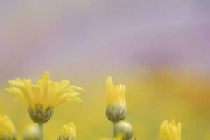 zachte wazige chrysant gele bloem met met zonlicht voor achtergrond. pastelkleur foto