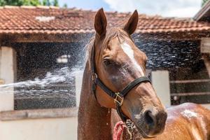 bijgesneden opname van persoon die bruin rasecht paard buitenshuis wast foto