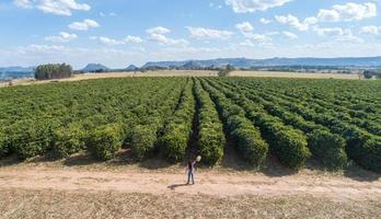 jonge boerenvrouw die haar koffieplantage bekijkt. Braziliaanse boer. dag van de agronoom. foto