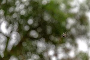 spinnenweb bokeh foto