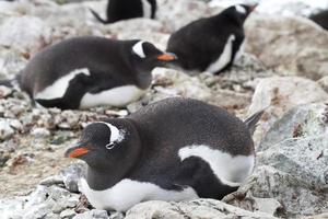 Ezelspinguïns broeden in een kolonie op de Antarctische eilanden foto