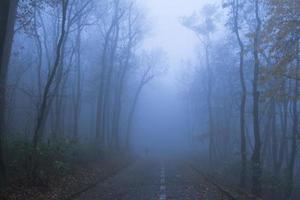 landschap met mistig herfstpark, veel bomen in koude blauwe kleuren foto