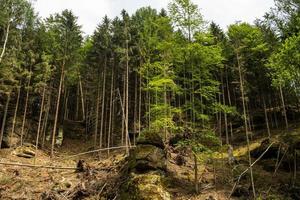 landschap in bergen in het nationale park van Tsjechisch zwitserland, dennenbos en rotsen foto